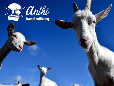 Anthi Hand Milking, Animal Farm, Σίφνος