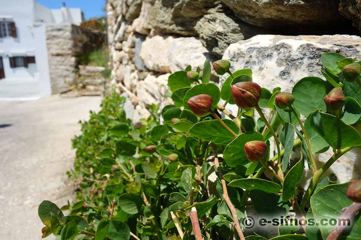 Κάπαρη, ένα φυτό που βρίσκεται παντού στη Σίφνο